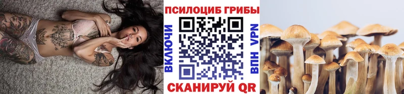 наркота  Покров  Псилоцибиновые грибы Psilocybe 